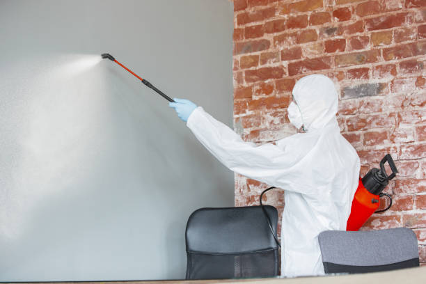 Best Attic Mold Removal  in West Fairview, PA