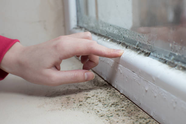 Best Dehumidification Services  in West Fairview, PA